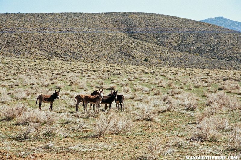 Wild Burros in South Park near Butte Valley