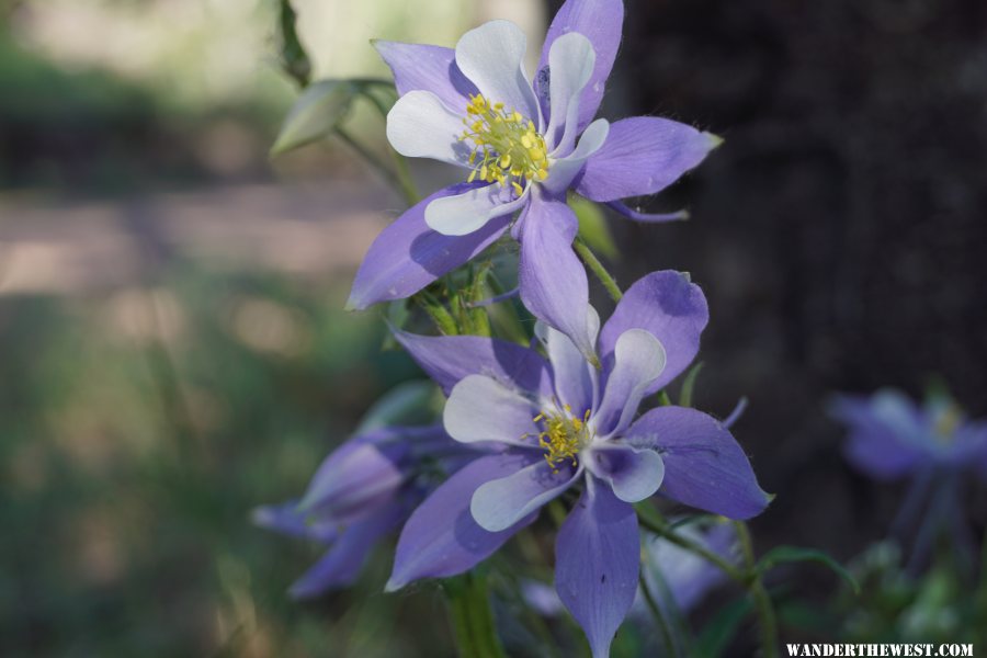 Wild Flowers, Red Feather Lakes, Colorado