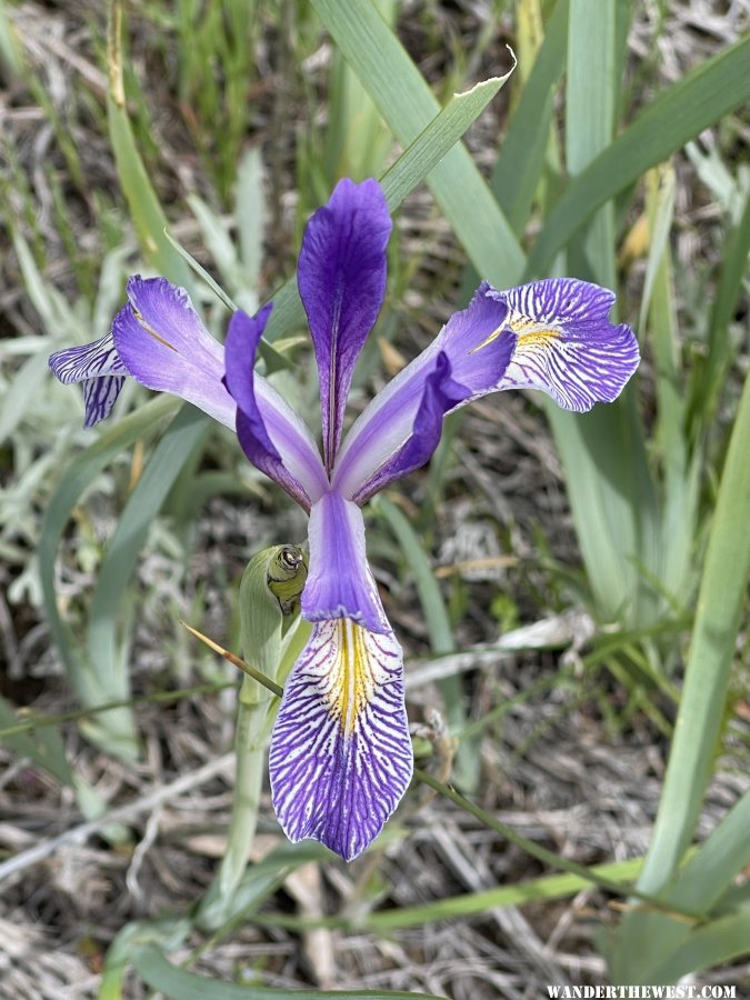 Wild Iris