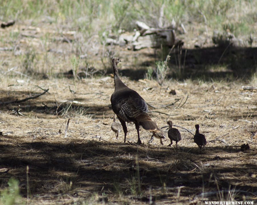 Wild Turkey hen and chicks