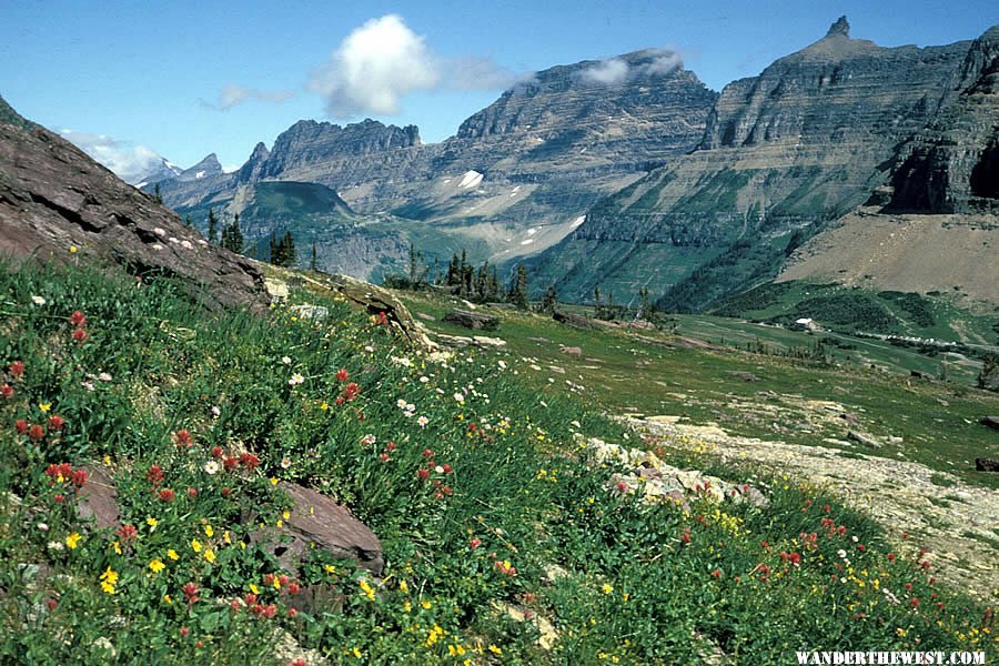 Wildflowers at Logan Pass - Glacier National Park - NPS.gov