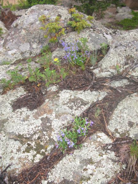 Wildflowers