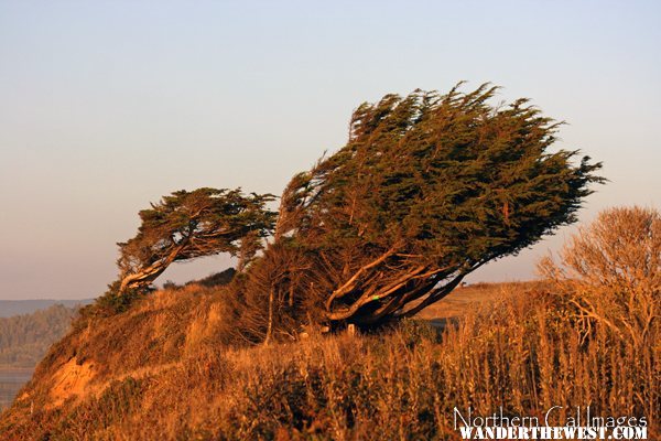 Wind Swept