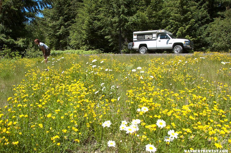 Windy Road - Umpqua National Forest