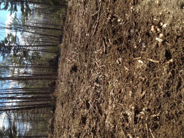 Winter peas food plot, trees cut and stumped.