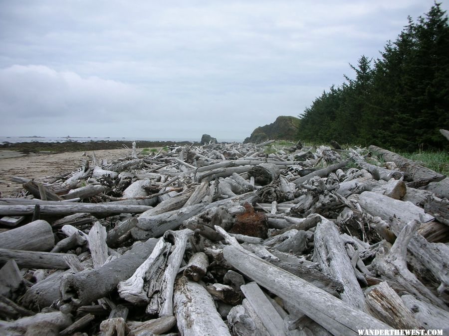 Woody debris on the coastline - August 2007