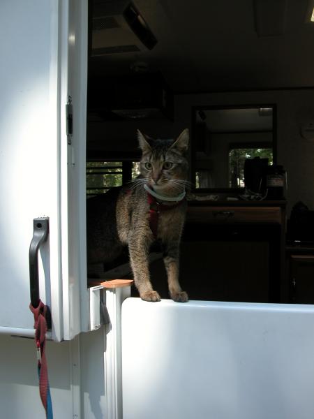 Woody, the Hi-Lo cat, surveying Pi-Pi campground for chipmunks!@