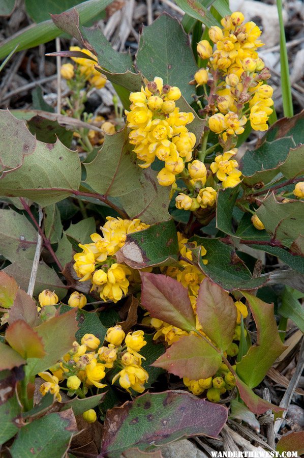 Yellow Flowers II