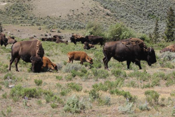 Yellowstone bison with calves