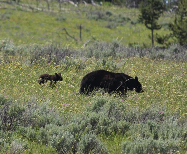 Yellowstone black w cub