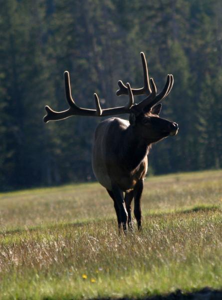 Yellowstone Bull Elk