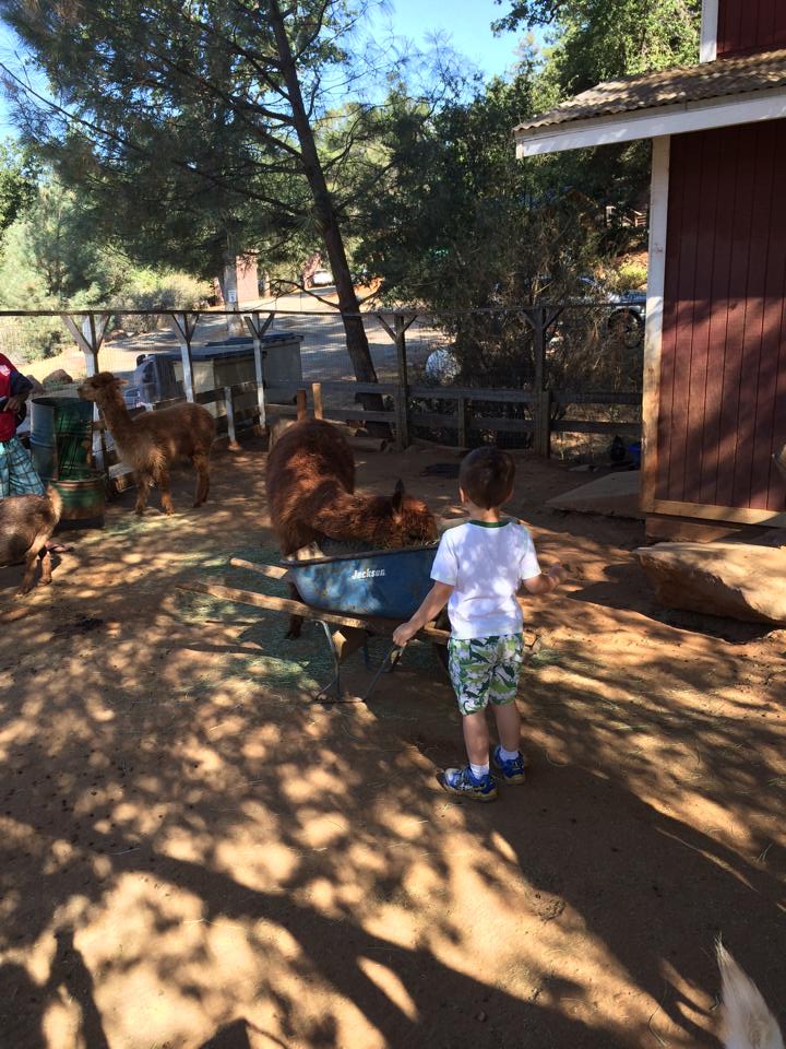 Yosemite Pines RV park petting zoo