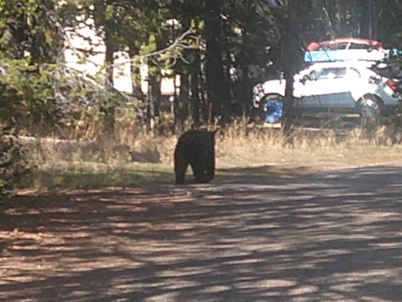 Young Grizzly walking through our camp site looking for mama.